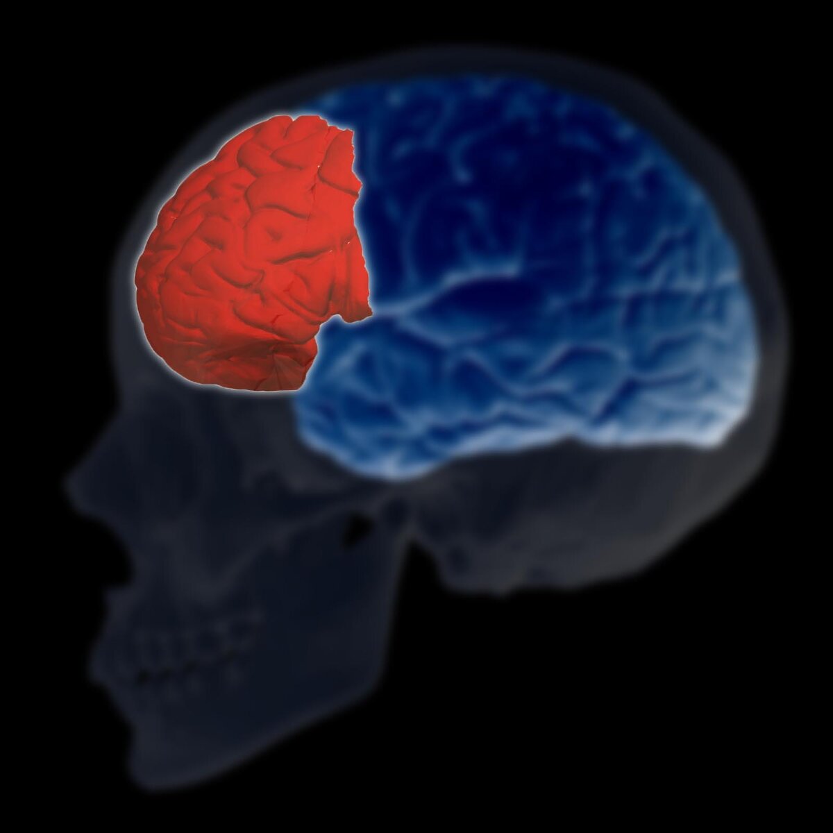 Красным выделена префронтальная кора мозга.