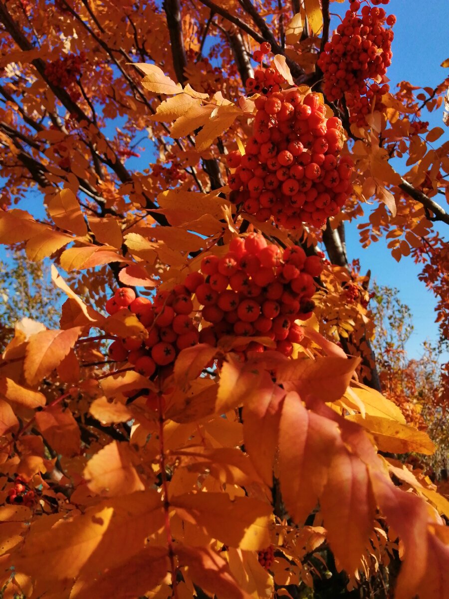Та же рябина месяц назад