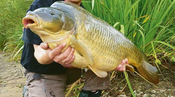 Взято из открытых источников.