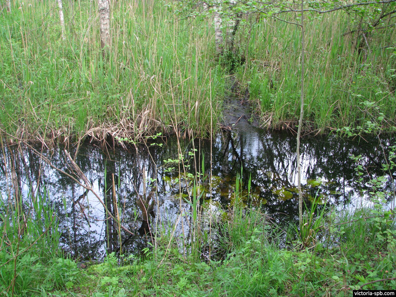 Ручей Дубок в районе Погостья (фото из сети интернет)