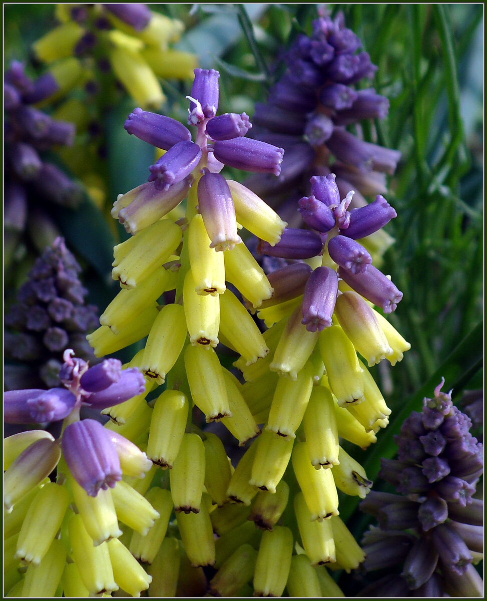 Мускари - сорт Голден фрагранс (Golden Fragrance)