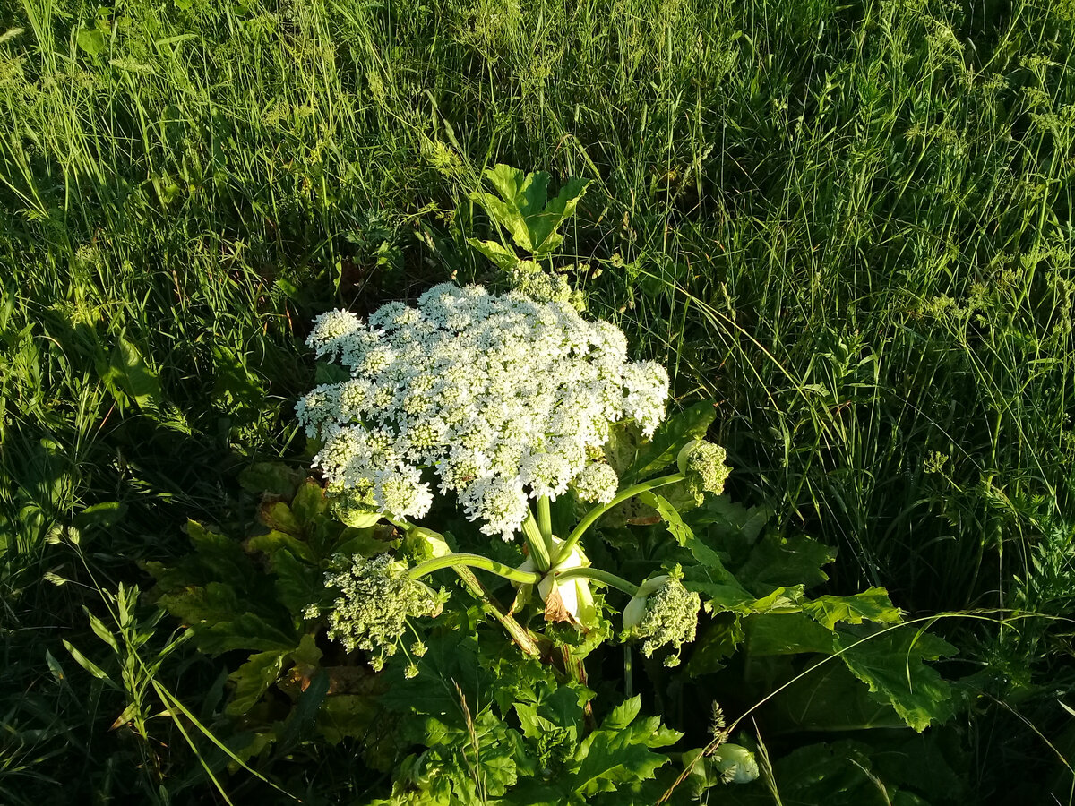 Борщевик фото корня