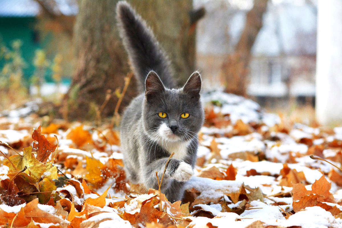 Осенний кот. Снежная осень. Осенний снег. Животные осенью.