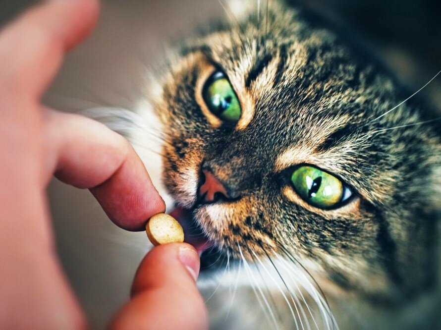 Картинка взята с сайта https://kinpet.ru/