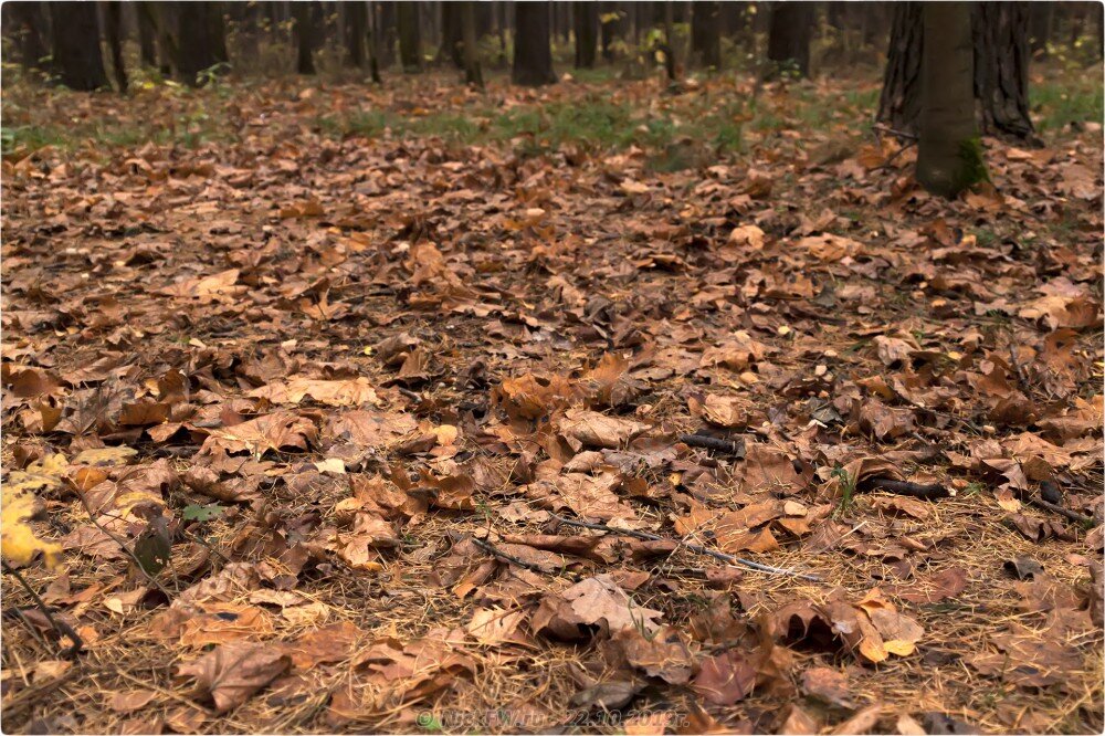 2. Парк «Мещерский» — © NickFW.ru — 22.10.2019г.