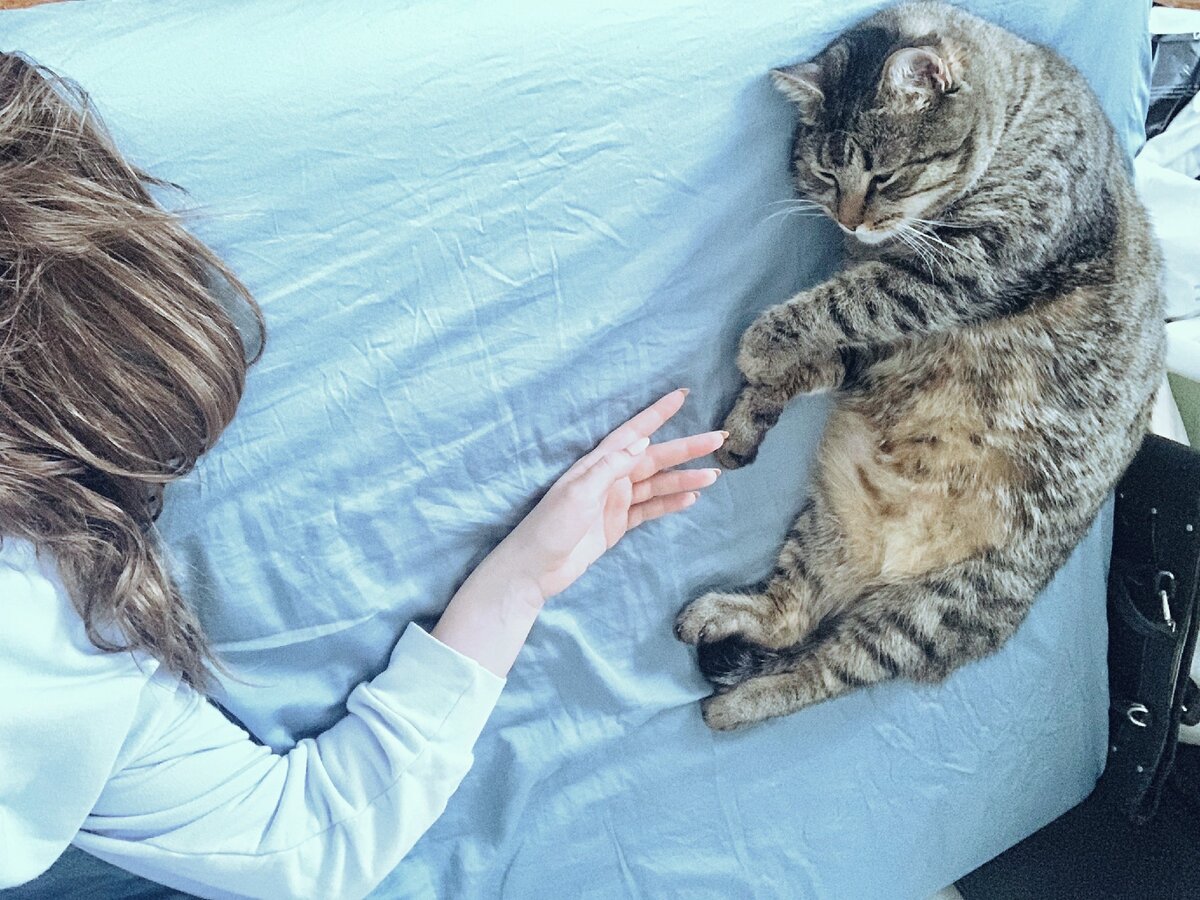 фотка котика для отвлечения внимания