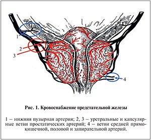 Здоровые сосуды помогут сохранить простату до глубокой старости. Средства укрепление сосудов.