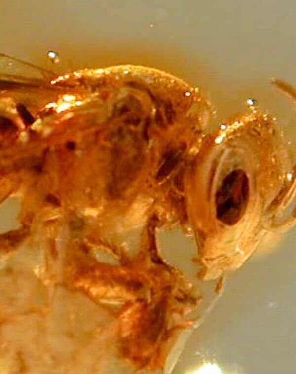 Окаменелая пчела в янтаре. http://www.fossilmuseum.net/Fossil_Galleries/Insect_Galleries_by_Order/Hymenoptera/bee/bee_Fossil_in_amber.htm