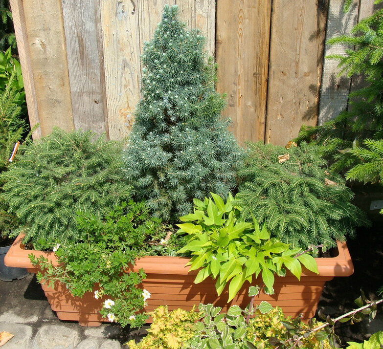 Создайте в своем саду композицию из вечнозеленых растений, которые круглый год будут радовать глаз.