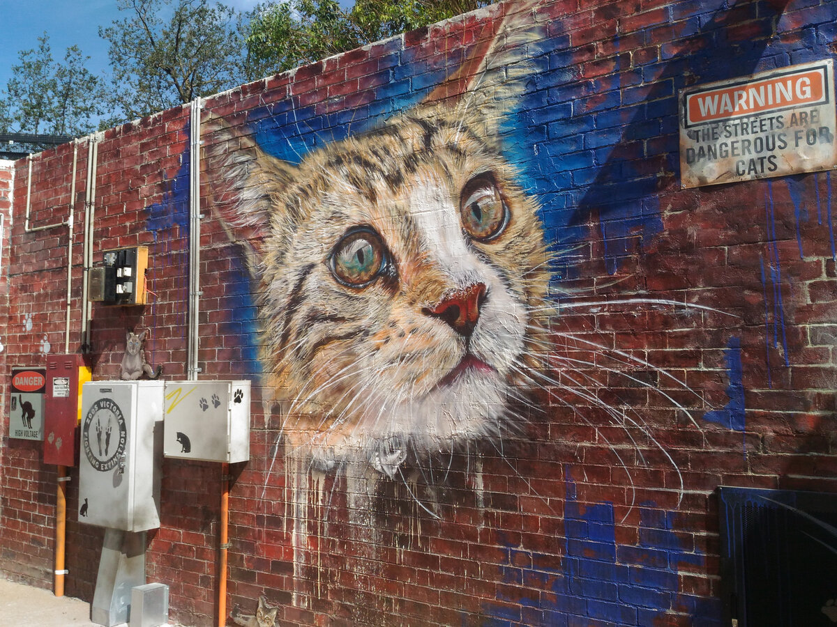 Социальные граффити в зоопарке Мельбурна, призывающие не выпускать кошек на улицу