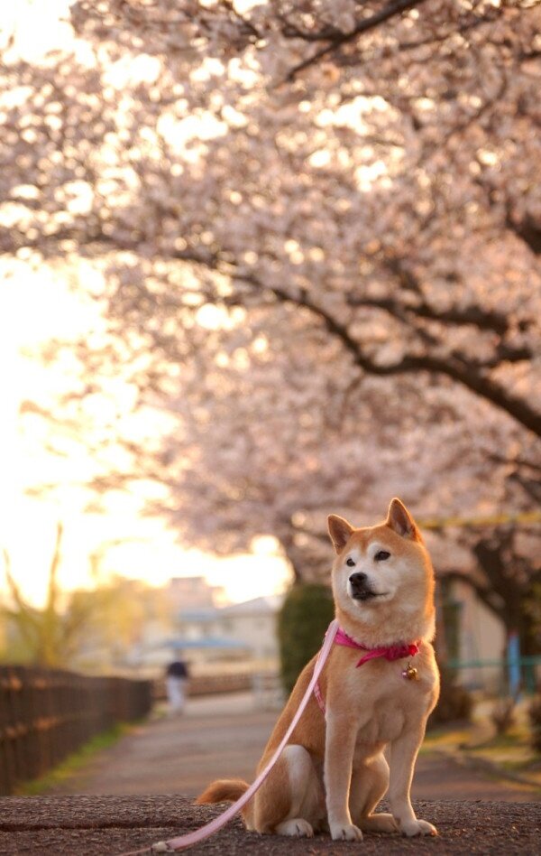 Сиба-ину
https://i.pinimg.com/736x/68/63/a4/6863a4160f1350d5902fa2e250a67264--pink-scarves-cherry-blossoms.jpg