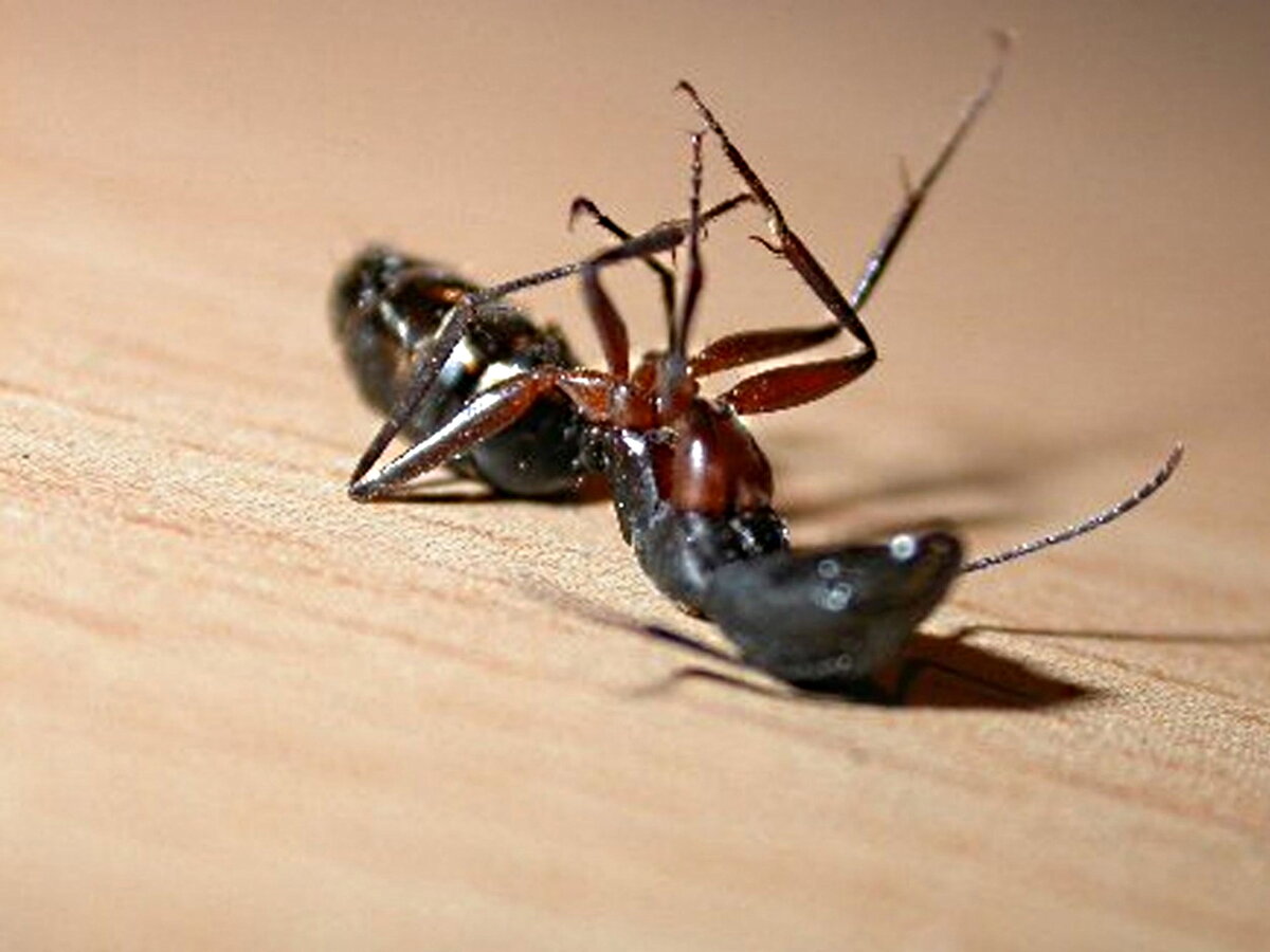 Почему умер муравей