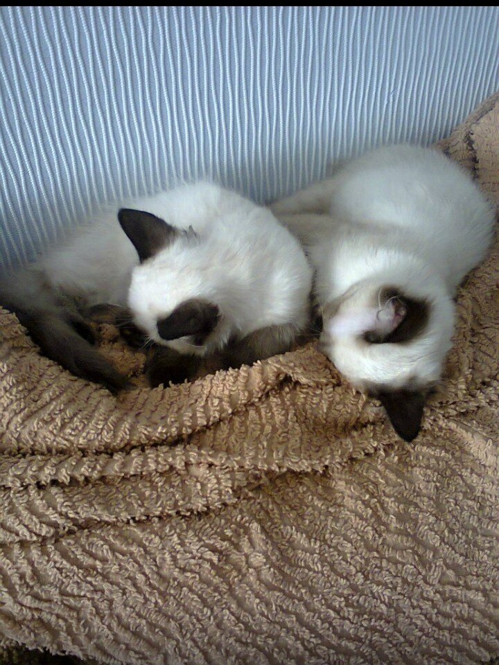 Наигрались и отдыхают 