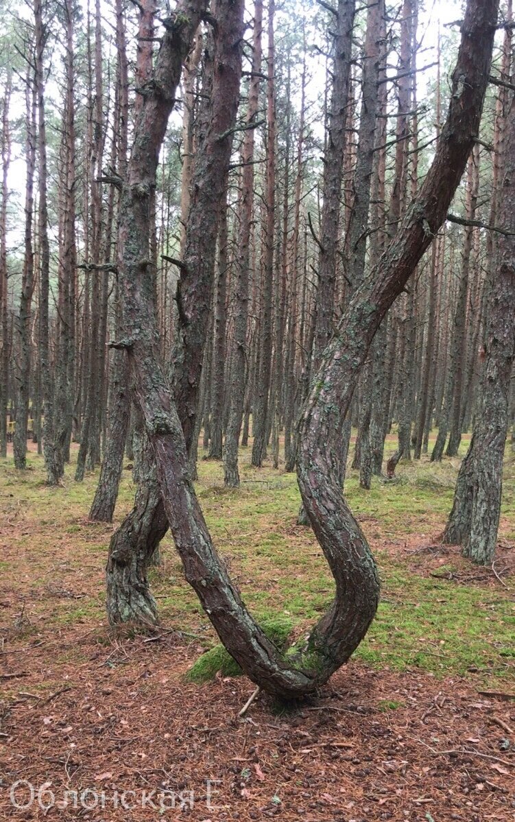 Раздвоение и закручивание