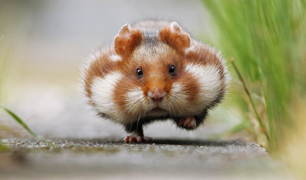 Бешеный ритм жизни