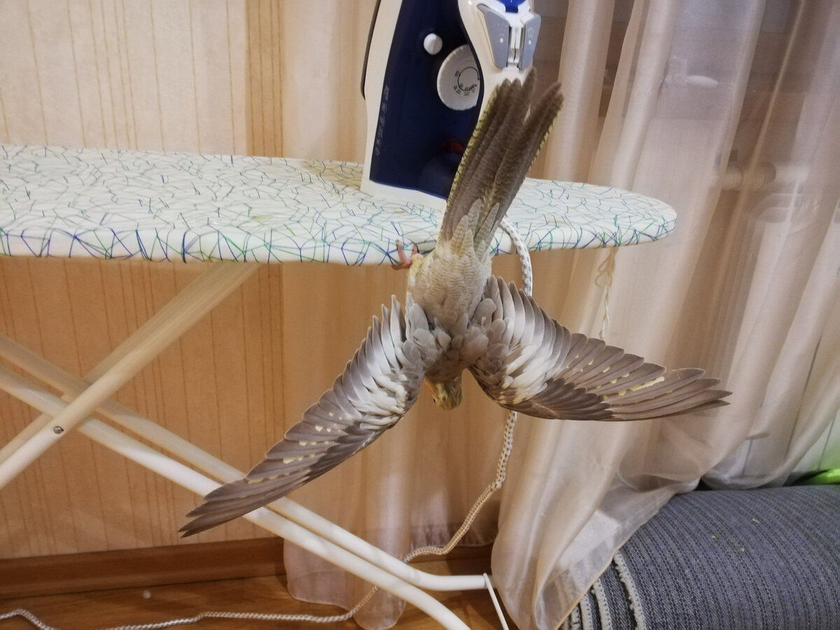 Нашим кореллам особенно нравится делать её на гладильной доске. Фото автора.