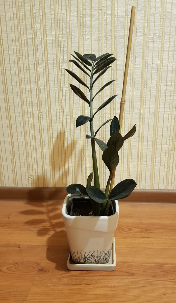 черный замиокулькас.