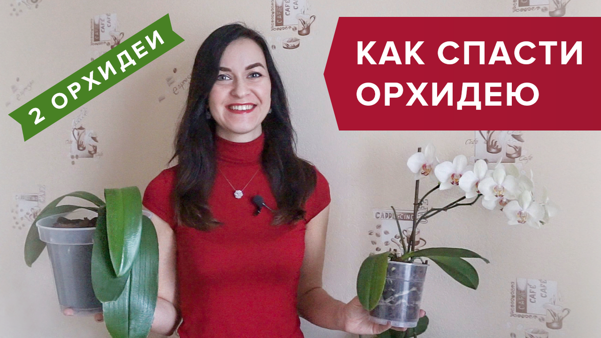 Специально готовила это видео на протяжении 9 месяцев! Собирала подробный материал на тему как спасти орхидею в домашних условиях. Получилось даже лучше - показываю сразу 2 орхидеи! Если орхидею перелили, гниют корни у орхидеи или нет листьев совсем, я подробно показываю в этом видео КАК СПАСТИ ОРХИДЕЮ и ЧТО ДЕЛАТЬ в такой ситуации. 
