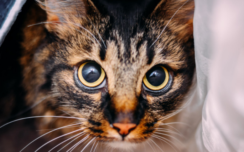 Вот такая она была примерно. Та кошка, которая опрокинула вазу. Её звали Грета. 