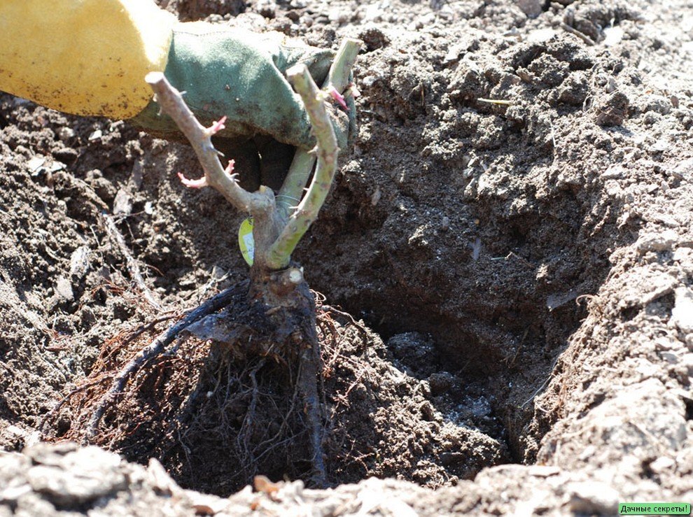 Саженец на посадку розы плетистой. Посадка роз. Весенние посадки. Розы в открытый грунт. Высадка роз в открытый грунт весной.