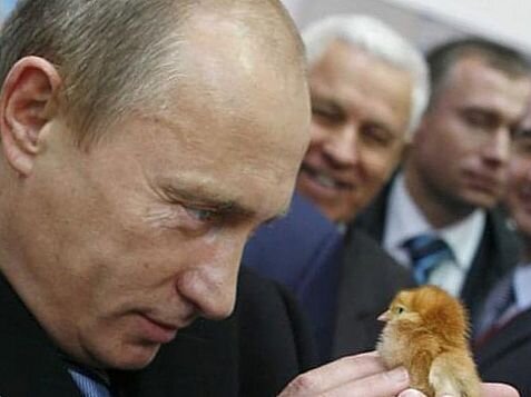 
Ничего лучше не говорит о Путине как об обычном парне, как поведение цыпленка, смотрящего на него так пристально. А у Путина взгляд строг и одновременно нежен. Путин любил животных с самого раннего возраста. На самом деле он охотился на крыс.