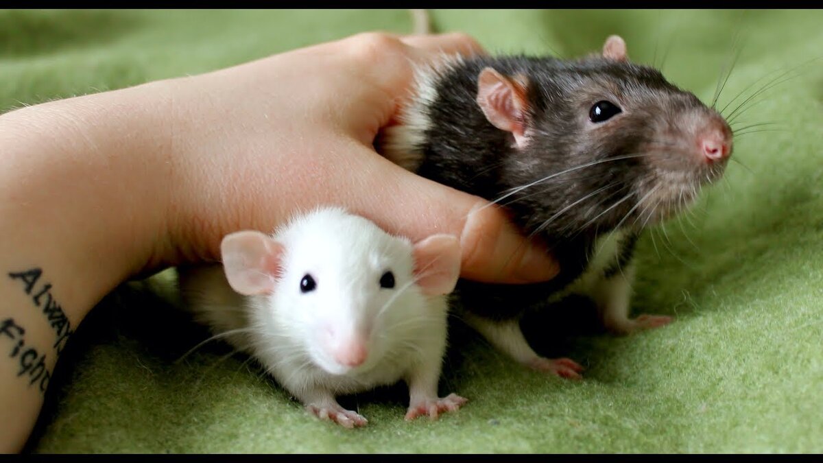 Обычная декоративная крыса и крысенок дамбо в сравнение