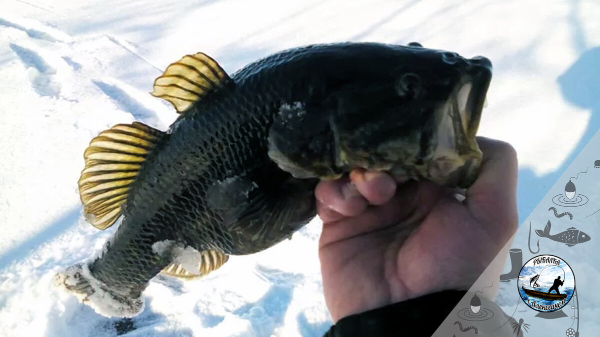 Крупный ротан