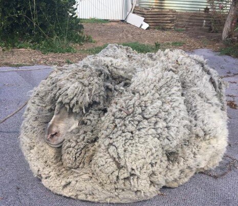 С вот этого австралийского красавца руно весит около 30 кг 