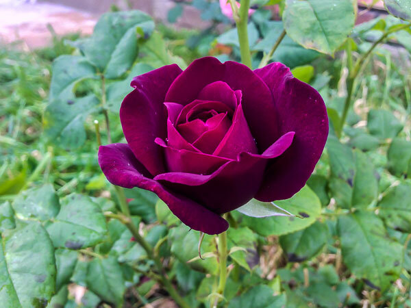Садовые работы в феврале: пересадка роз, устройство шпалеры