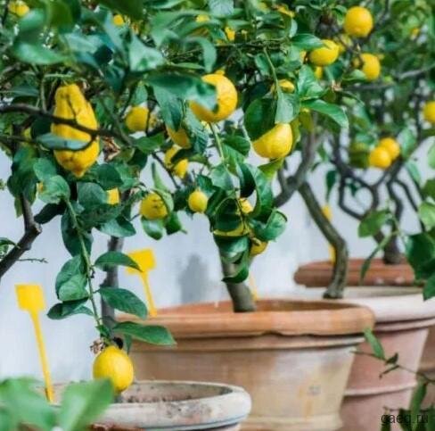 Лимонное деревце