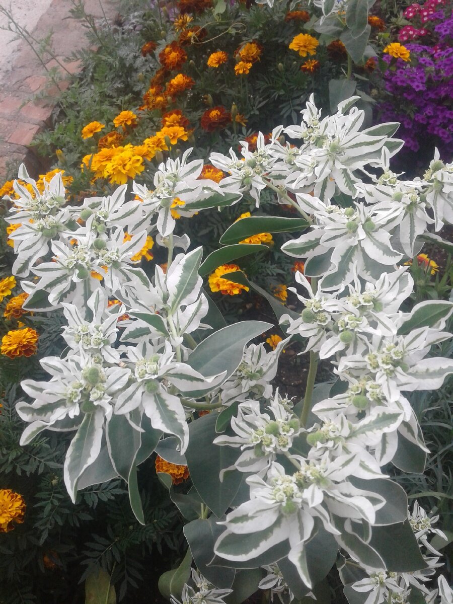 Молочай окаймленный