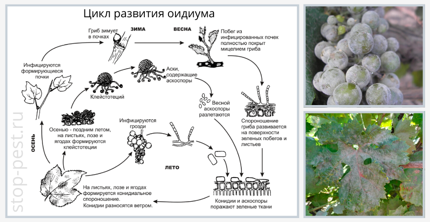 Цикл развития оидиума, фото сайта https://stop-pest.ru