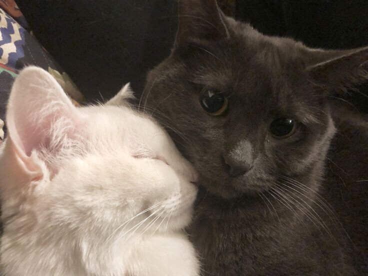 батонятся с любовью