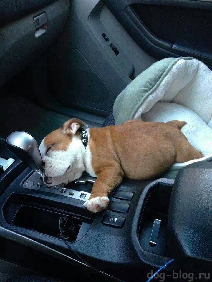 Фото https://laykni.com