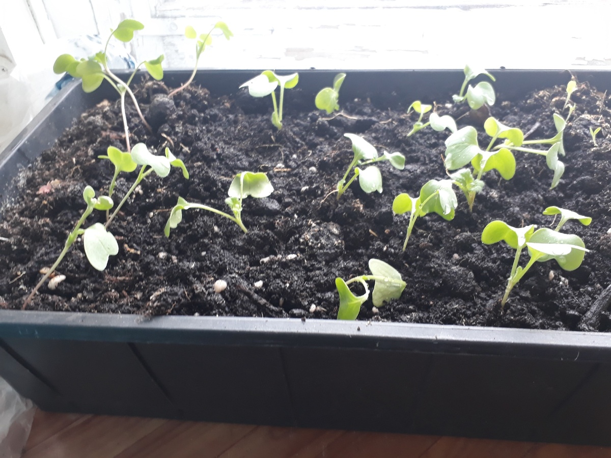 Сразу после пересадки. Крайние слева не пересажены.