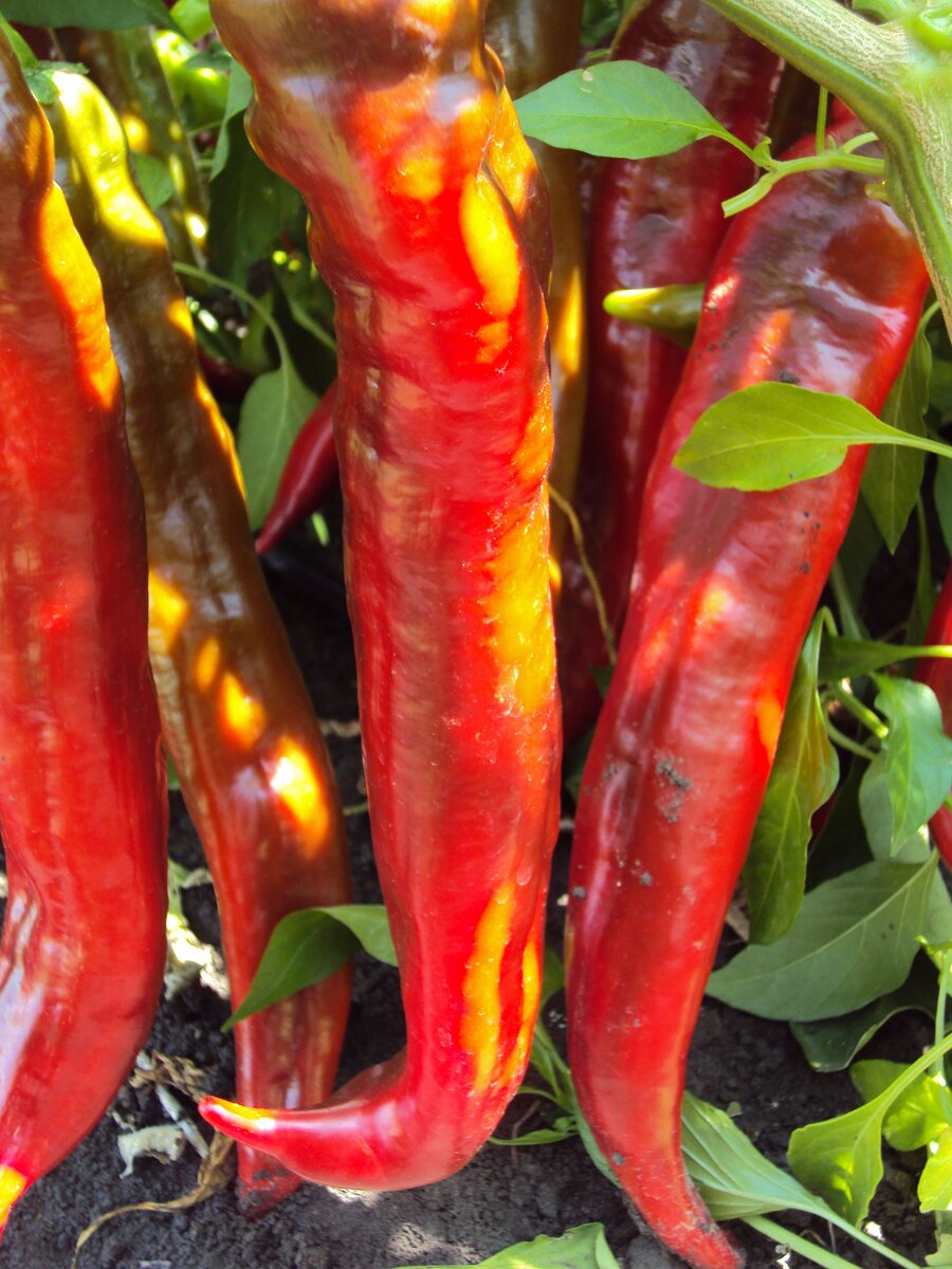 Перец Какаду F1