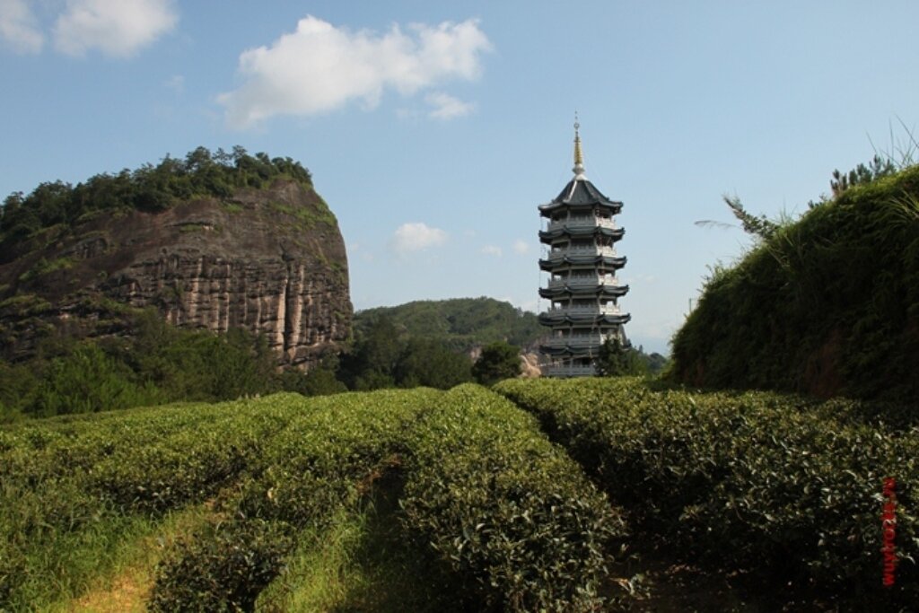 Чай близ монастыря Тянь Синь Юн Лэ