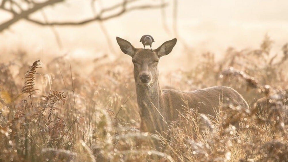 Inner nature. Deer in the distance.