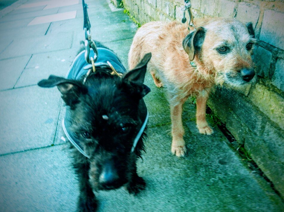 Мои английские собачки... 