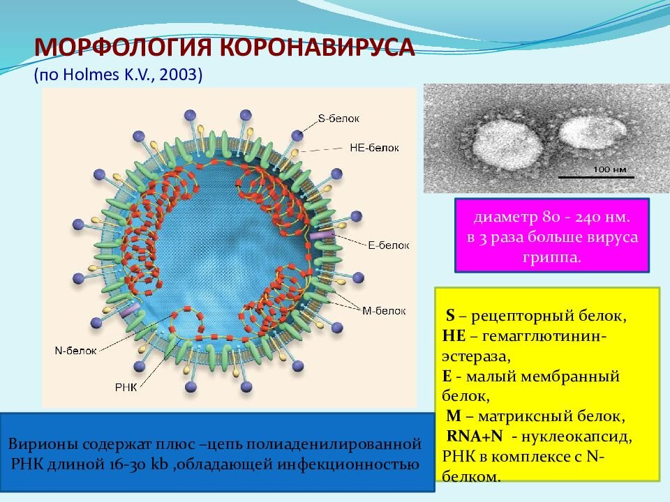 Насколько заразен COVID‑19?
Человек, болеющий коронавирусом, может заразить еще 3,3-5,5 человек вокруг себя.
Болеющий гриппом — 1-2 человека.
При гриппе-испанке — 2,8.
При кори — 12-18.
То есть коронавирус в 2-3 раза менее заразен чем корь и в 2-3 раза заразнее гриппа.