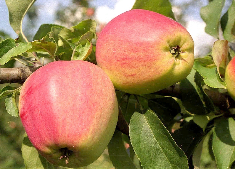 Фото из интернета