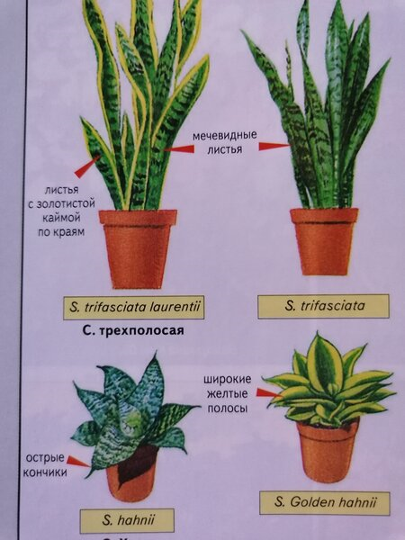 Как ухаживать и как размножать цветок щучий хвост в домашних условиях