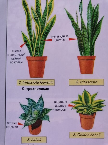 Сансевиерия в домашних условиях - Уход - Полив, размножение, пересадка