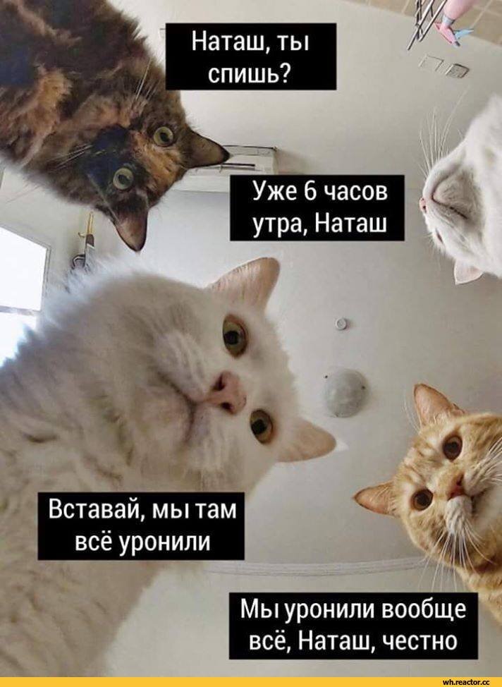 На самоизоляции с котиками