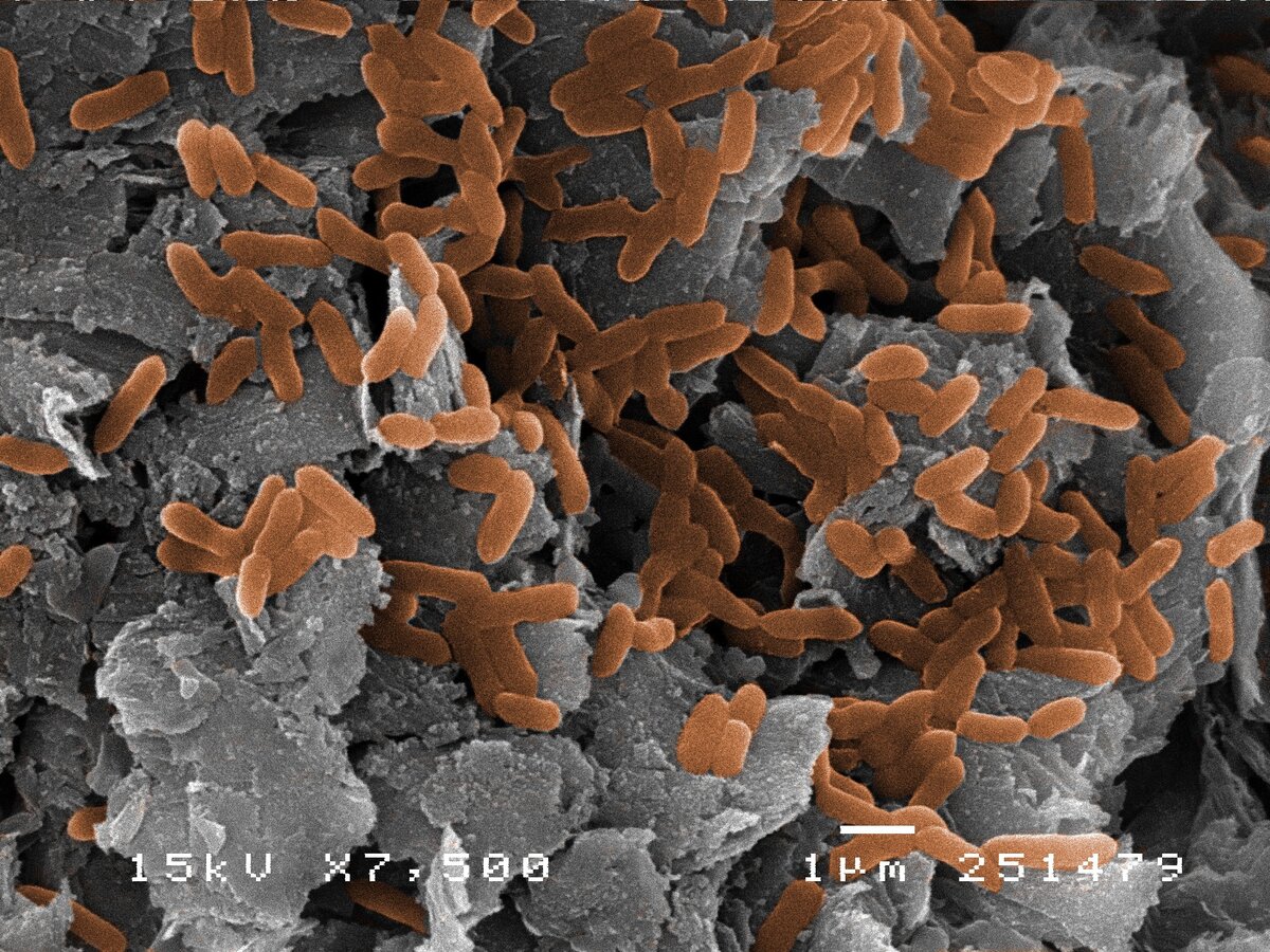 Та самая анаэробная бактерия — Geobacter.