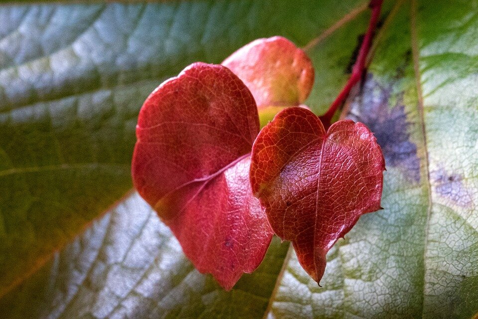 Красный плющ "сердечко"