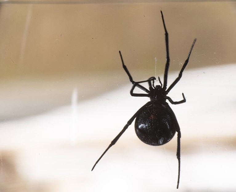 Черная вдова.