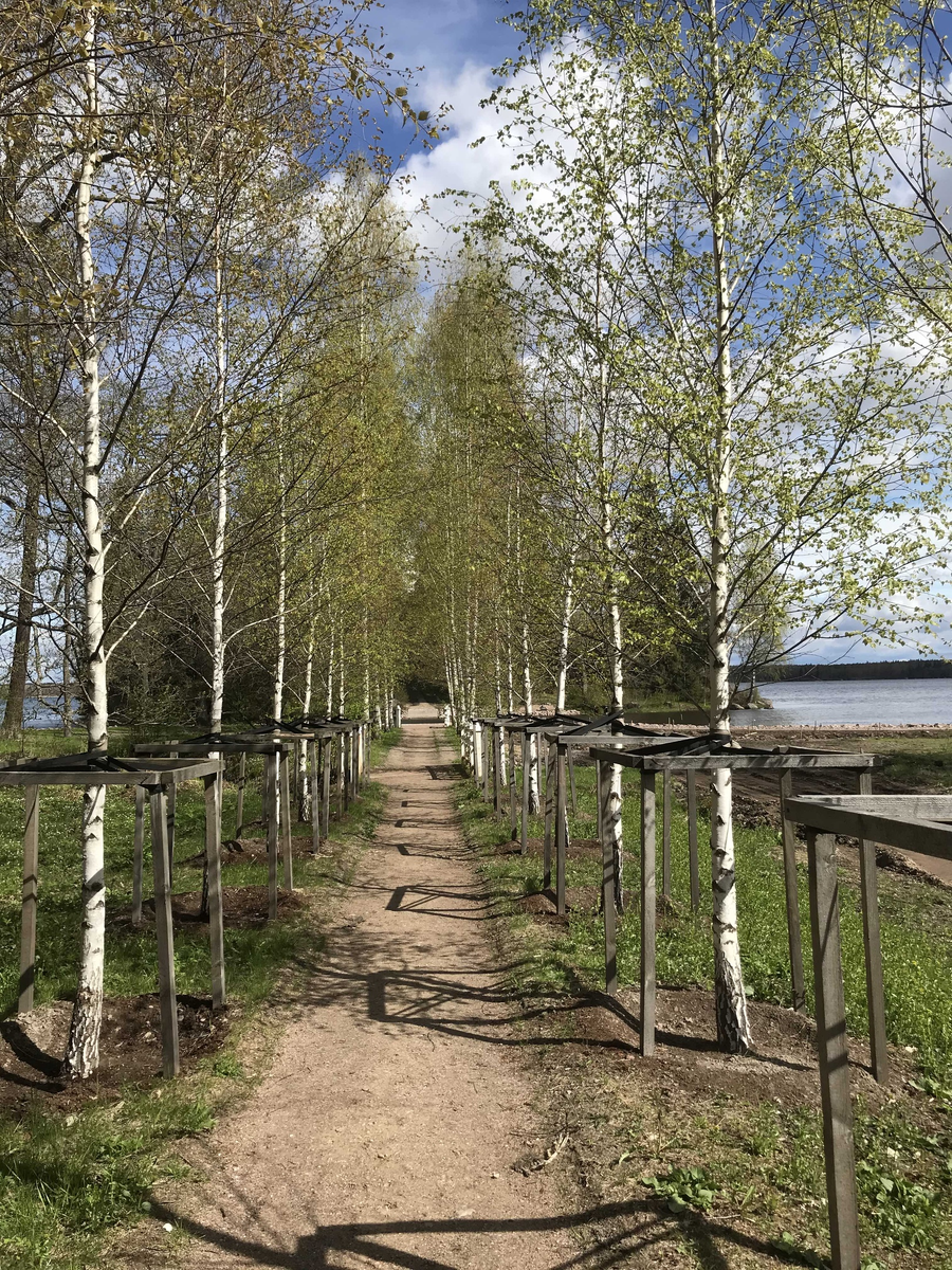 Eine Birkenalle entlang gehen  