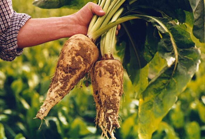 Свежий корень цикория