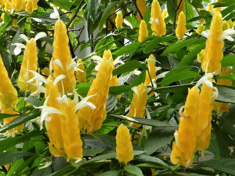 Pachystachys lutea